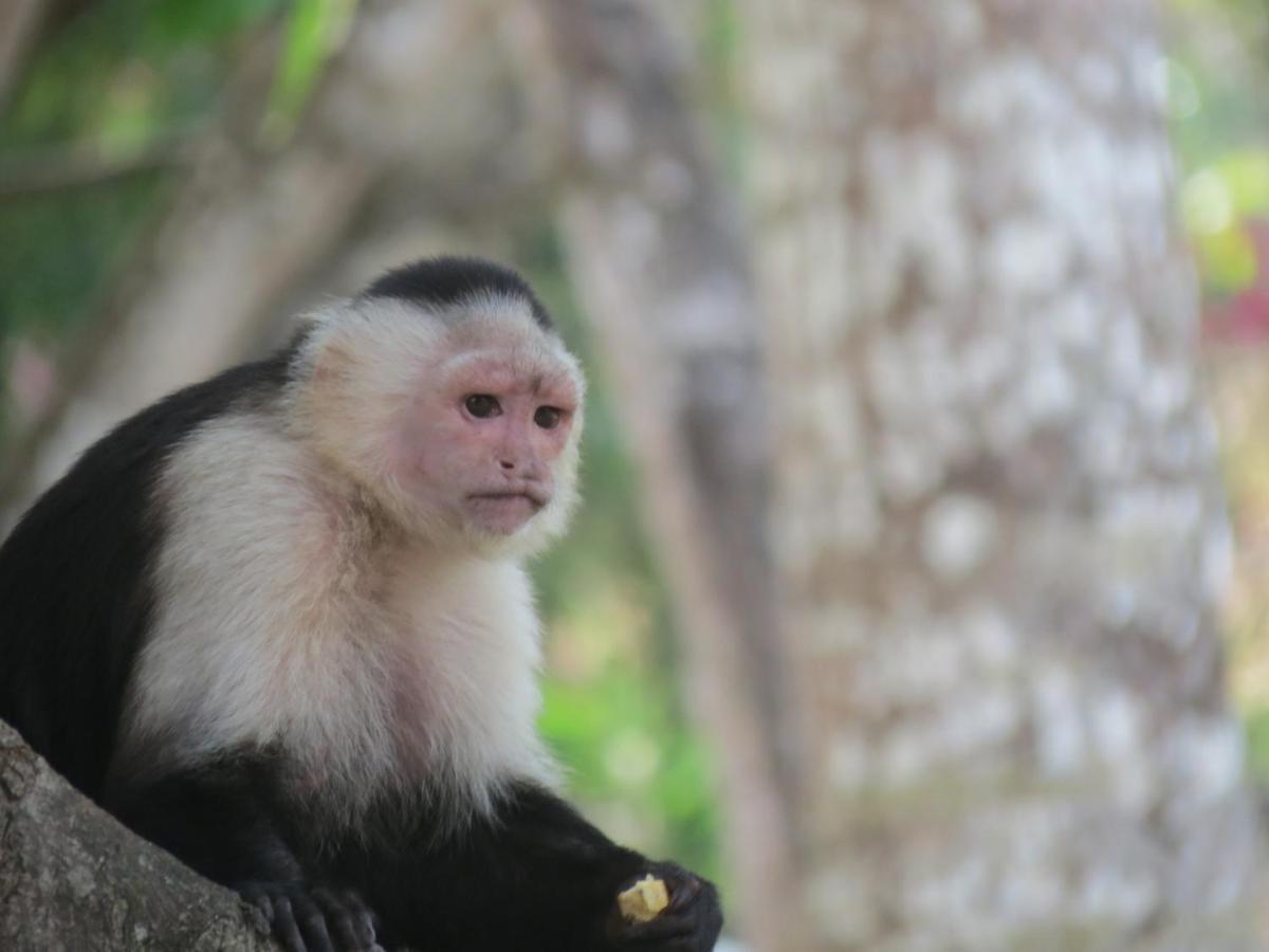 Monkey Lodge Panama Chilibre Eksteriør billede